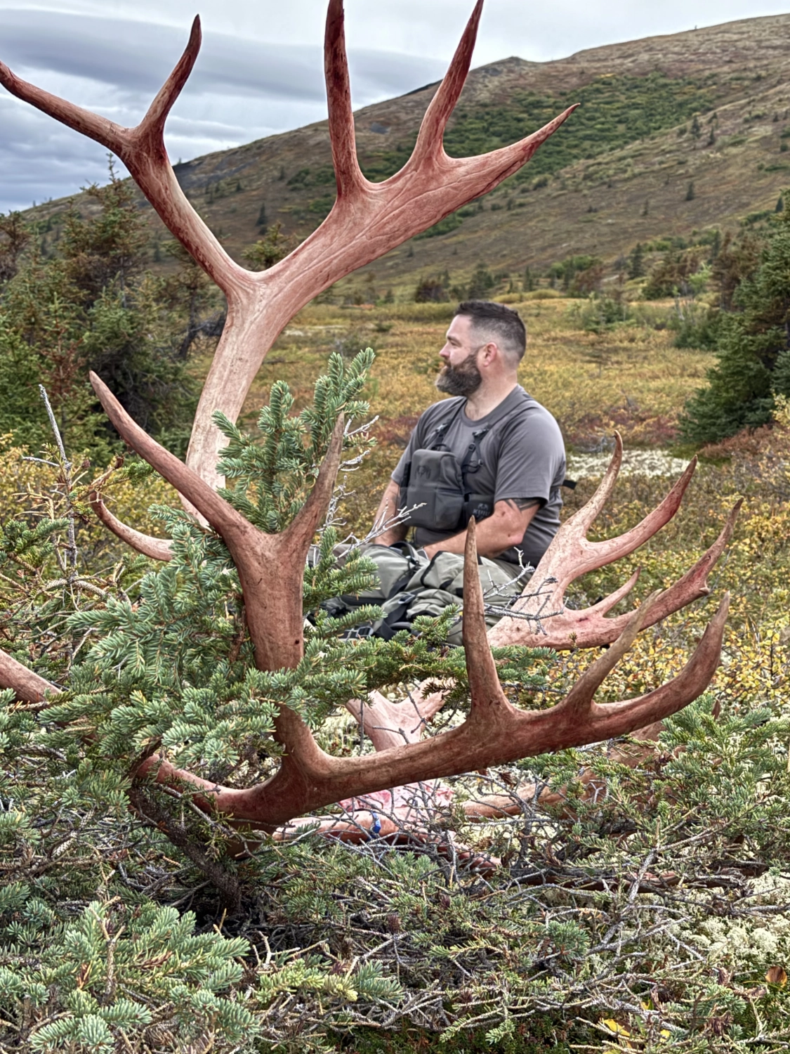Alaska Caribou Hunting